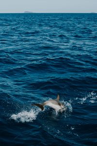 _DSC8717